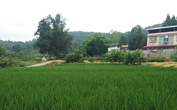 绿油油的稻田